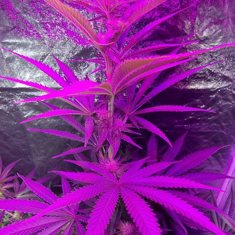 Sweet Skunk F1 Fast Version growlog timeline photo