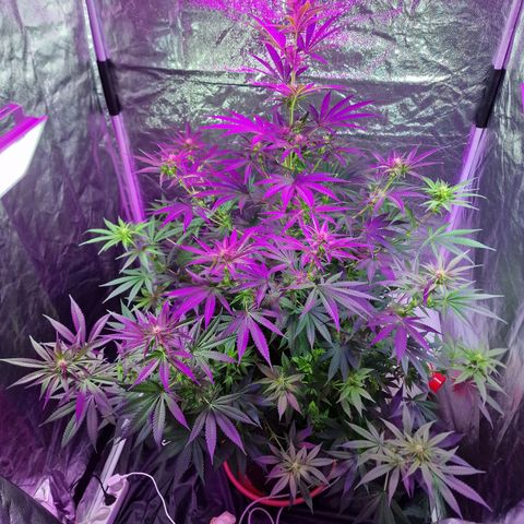 Sweet Skunk F1 Fast Version growlog timeline photo