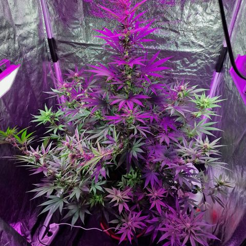 Sweet Skunk F1 Fast Version growlog timeline photo