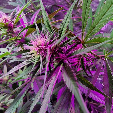 Sweet Skunk F1 Fast Version growlog timeline photo