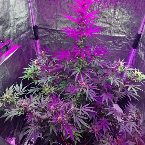 Sweet Skunk F1 Fast Version growlog timeline photo