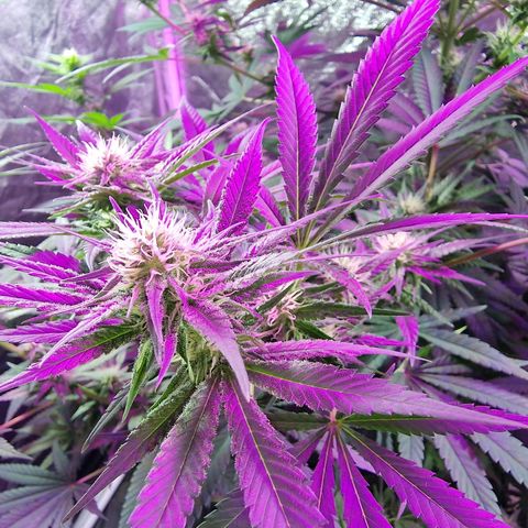 Sweet Skunk F1 Fast Version growlog timeline photo