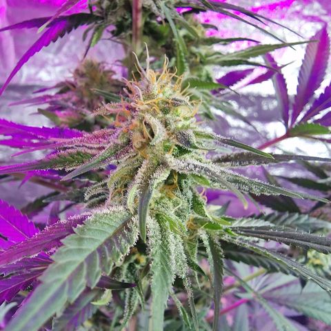 Sweet Skunk F1 Fast Version growlog timeline photo