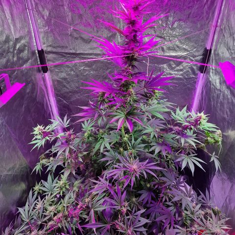 Sweet Skunk F1 Fast Version growlog timeline photo
