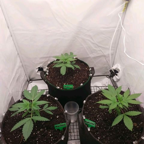 Blue dream BF growlog photo: All grow