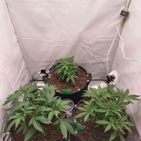 Blue dream BF growlog photo: All grow