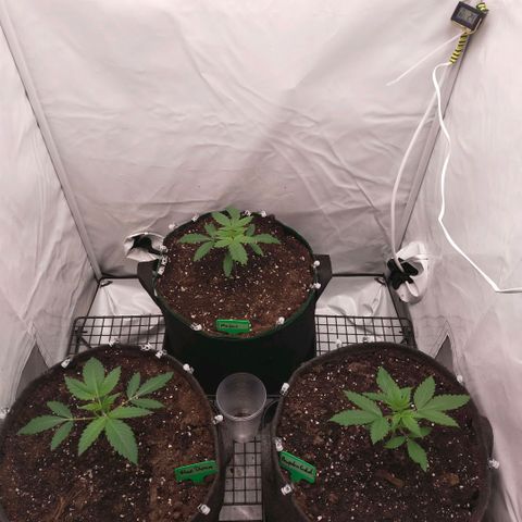Blue dream BF growlog photo: All grow