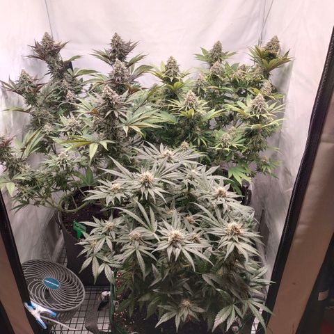 Blue dream BF growlog photo: All grow