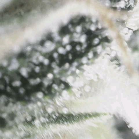 Blue dream BF growlog photo: All grow