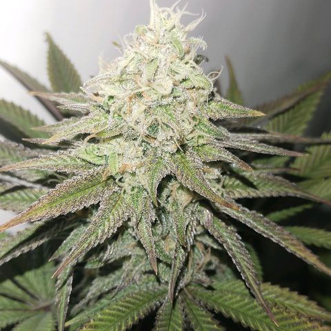 Blue dream BF growlog photo: All grow
