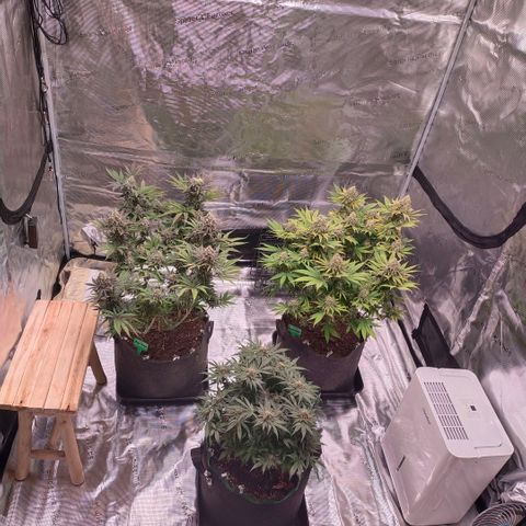 Blue dream BF growlog photo: All grow