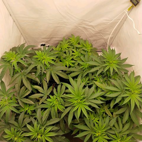 Blue dream BF growlog photo: All grow