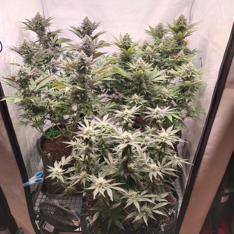 Blue dream BF growlog photo: All grow