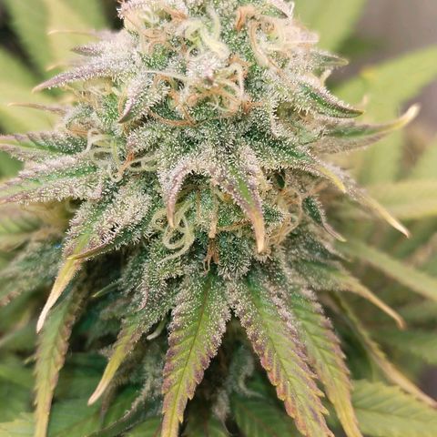 Blue dream BF growlog photo: All grow