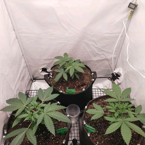 Blue dream BF growlog photo: All grow