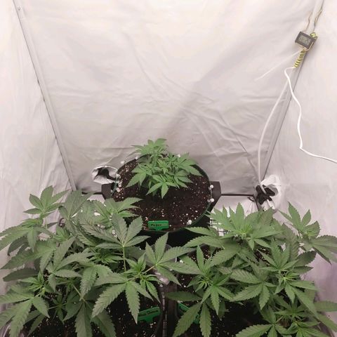 Blue dream BF growlog photo: All grow