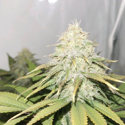 Blue dream BF growlog photo: All grow