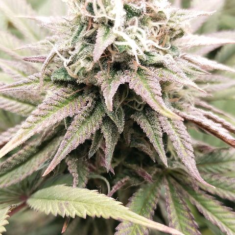 Blue dream BF growlog photo: All grow
