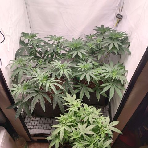 Blue dream BF growlog photo: All grow
