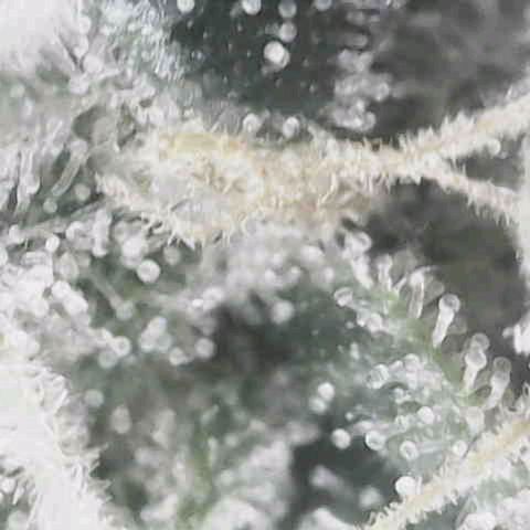 Blue dream BF growlog photo: All grow