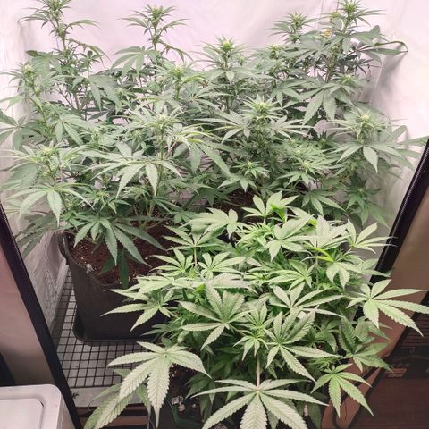 Blue dream BF growlog photo: All grow