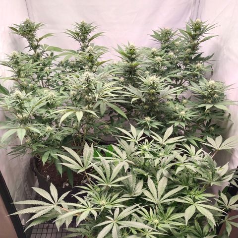 Blue dream BF growlog photo: All grow