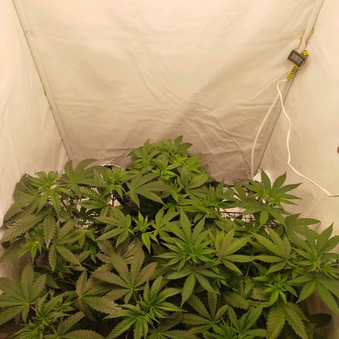 Blue dream BF growlog photo: All grow