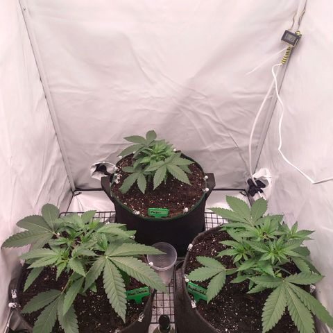 Blue dream BF growlog photo: All grow
