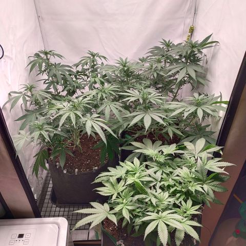 Blue dream BF growlog photo: All grow
