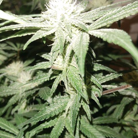 Blue dream BF growlog photo: All grow