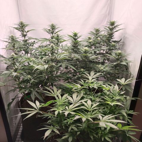 Blue dream BF growlog photo: All grow