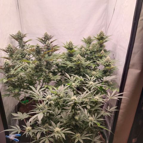 Blue dream BF growlog photo: All grow