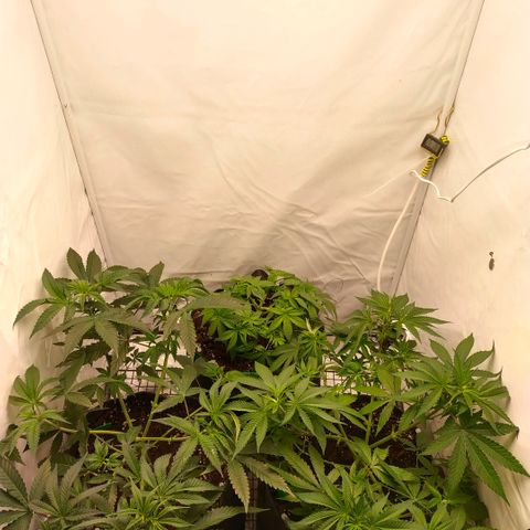 Blue dream BF growlog photo: All grow
