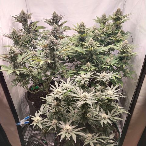 Blue dream BF growlog photo: All grow