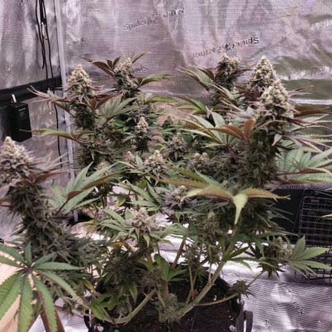 Blue dream BF growlog timeline photo