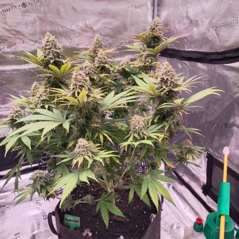 Blue dream BF growlog timeline photo