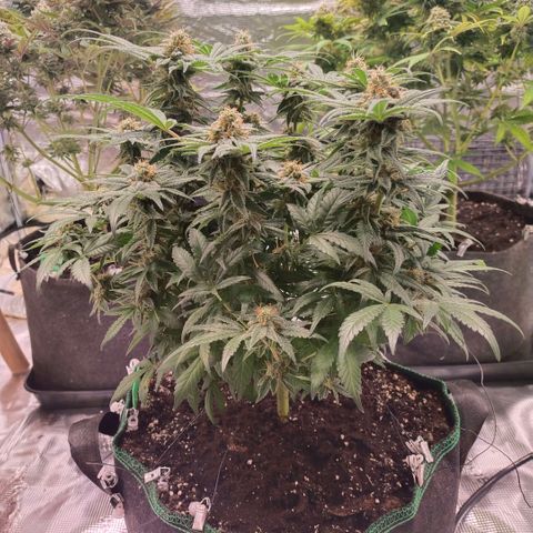Blue dream BF growlog timeline photo