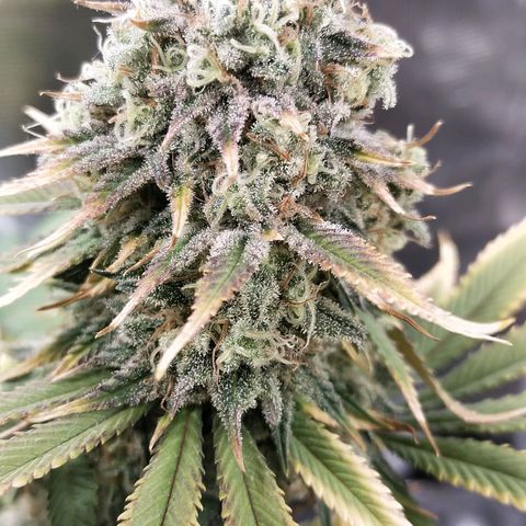 Acapulco gold BF growlog timeline photo