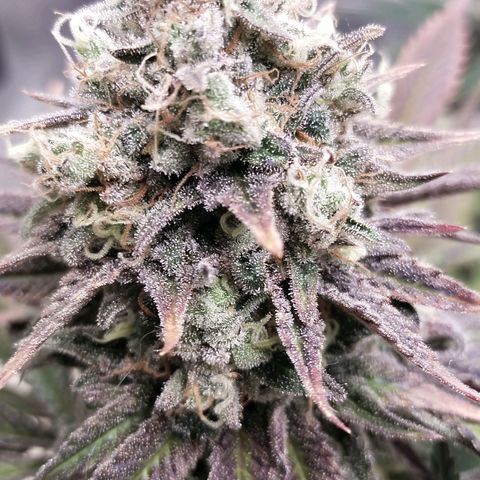Blue dream BF growlog timeline photo