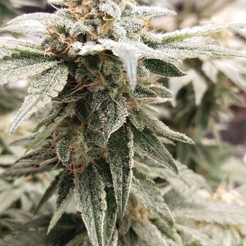 Mazar DP growlog timeline photo