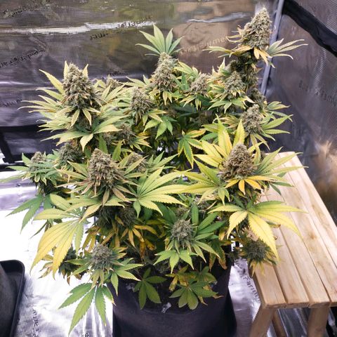 Acapulco gold BF growlog timeline photo