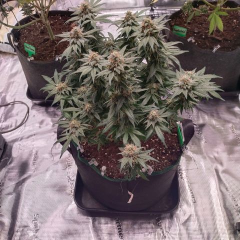 Mazar DP growlog timeline photo