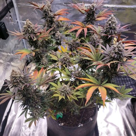 Blue dream BF growlog timeline photo