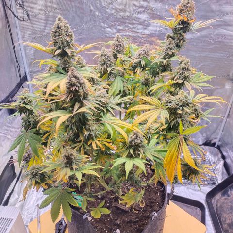 Acapulco gold BF growlog timeline photo