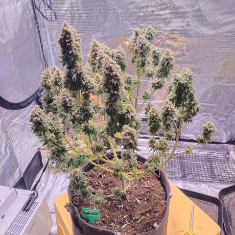 Acapulco gold BF growlog timeline photo