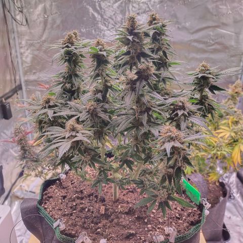Mazar DP growlog timeline photo