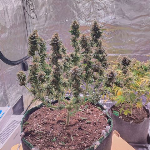 Mazar DP growlog timeline photo