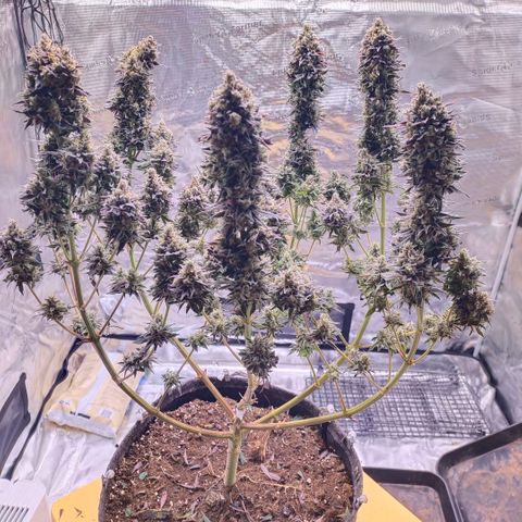 Blue dream BF growlog timeline photo