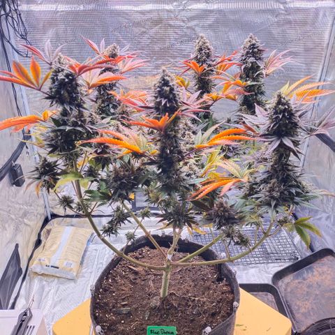 Blue dream BF growlog timeline photo