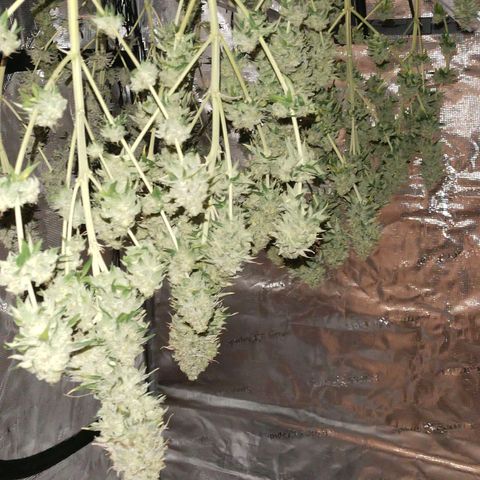 Acapulco gold BF growlog timeline photo